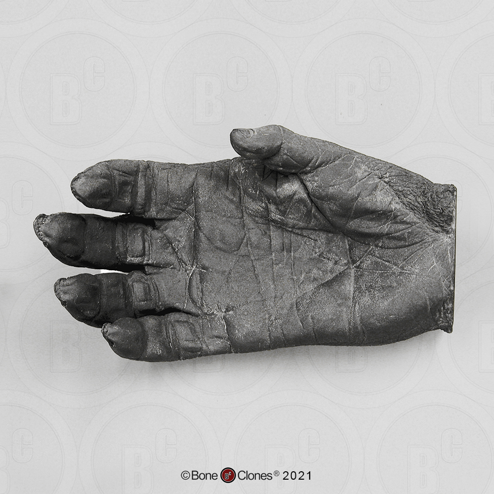 halen Met opzet meest Male Gorilla Right Hand (Life Cast) - Bone Clones, Inc. - Osteological  Reproductions