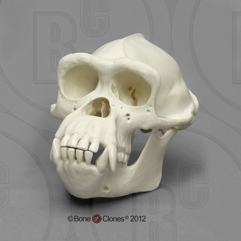 https://boneclones.com/images/store-product/product-1154-main-original-1420054917.jpg