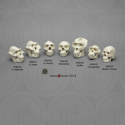 Set of 7 Primate Skulls, 1:2 scale