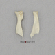 Human Nasals (2) left and right