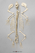 Sabertooth Cat Smilodon Disarticulated Skeleton, Antique