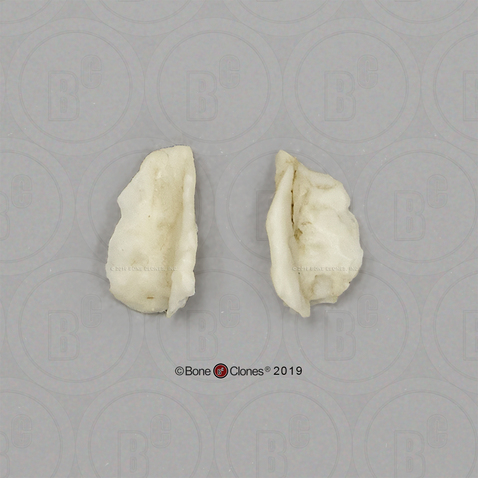 Human Lacrimals (2) left and right