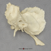 Human Temporal - left In Plastic Case
