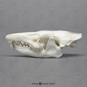 Cuban Solenodon Skull