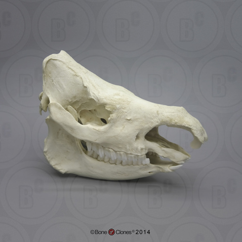 Sumatran Rhinoceros Skull without Horns