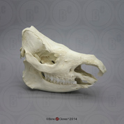 Sumatran Rhinoceros Skull No Horns