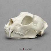 Male Snow Leopard Skull