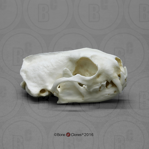 Black-footed Ferret Skull