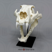 Male African Lion Skull
