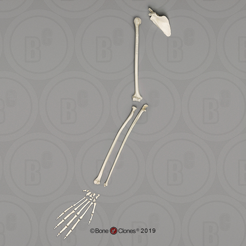 Siamang Arm, Disarticulated w/ Disarticulated Hand (with Scapula)