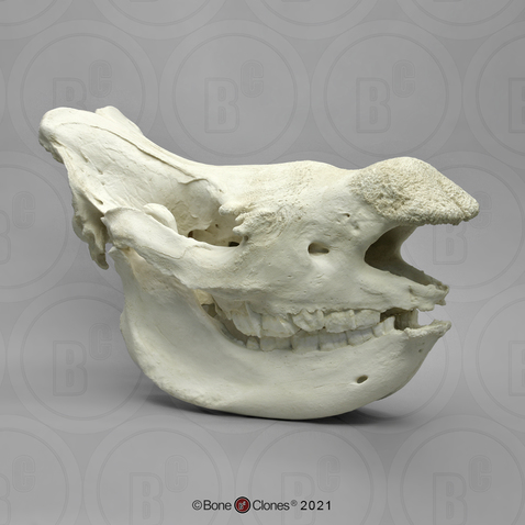 White Rhino Skull Without Horns