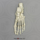 Human Male Asian Robust Foot, Articulated, Premium Flexible