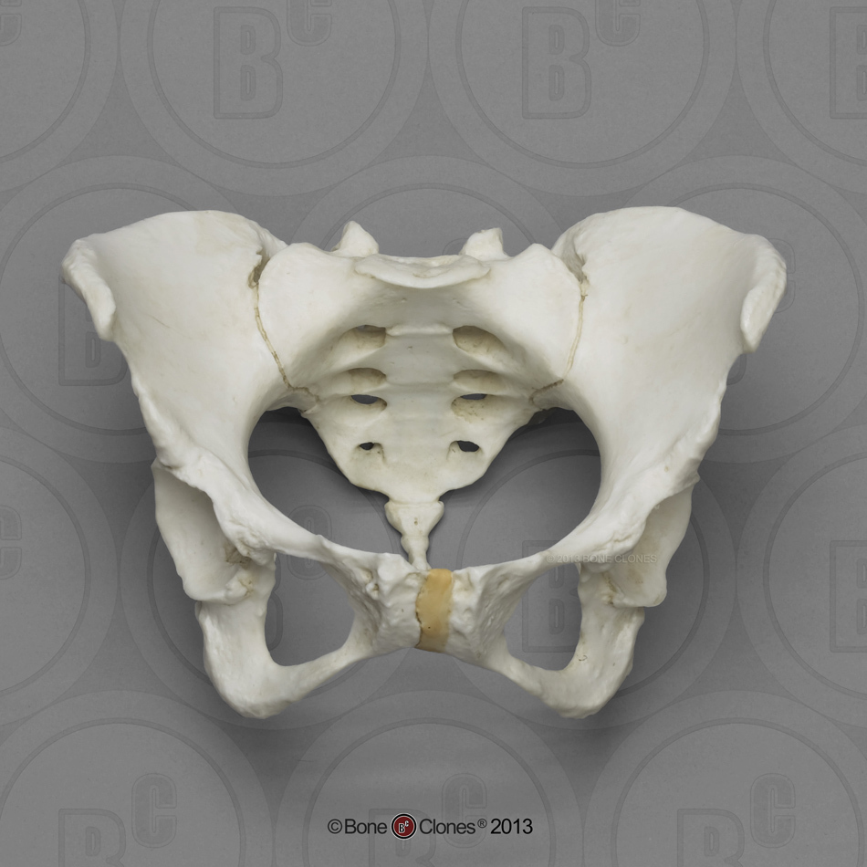 Articulated Female Pelvis with Pits of Parturition - Bone Clones, Inc