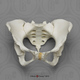 Articulated Female Pelvis with Features of Previous Pregnancy