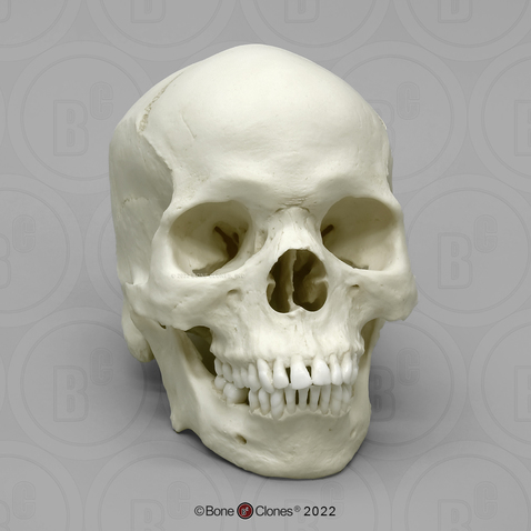 Human Male African-American Skull