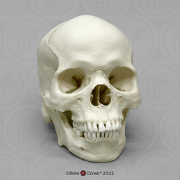 Human Male African-American Skull