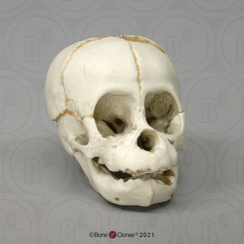 Orangutan Fetal Skull