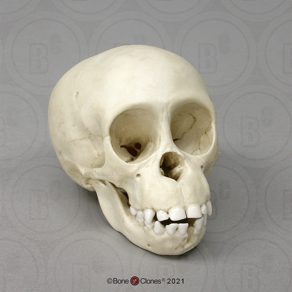 Chimpanzee Infant Skull - Bone Clones, Inc. - Osteological ...