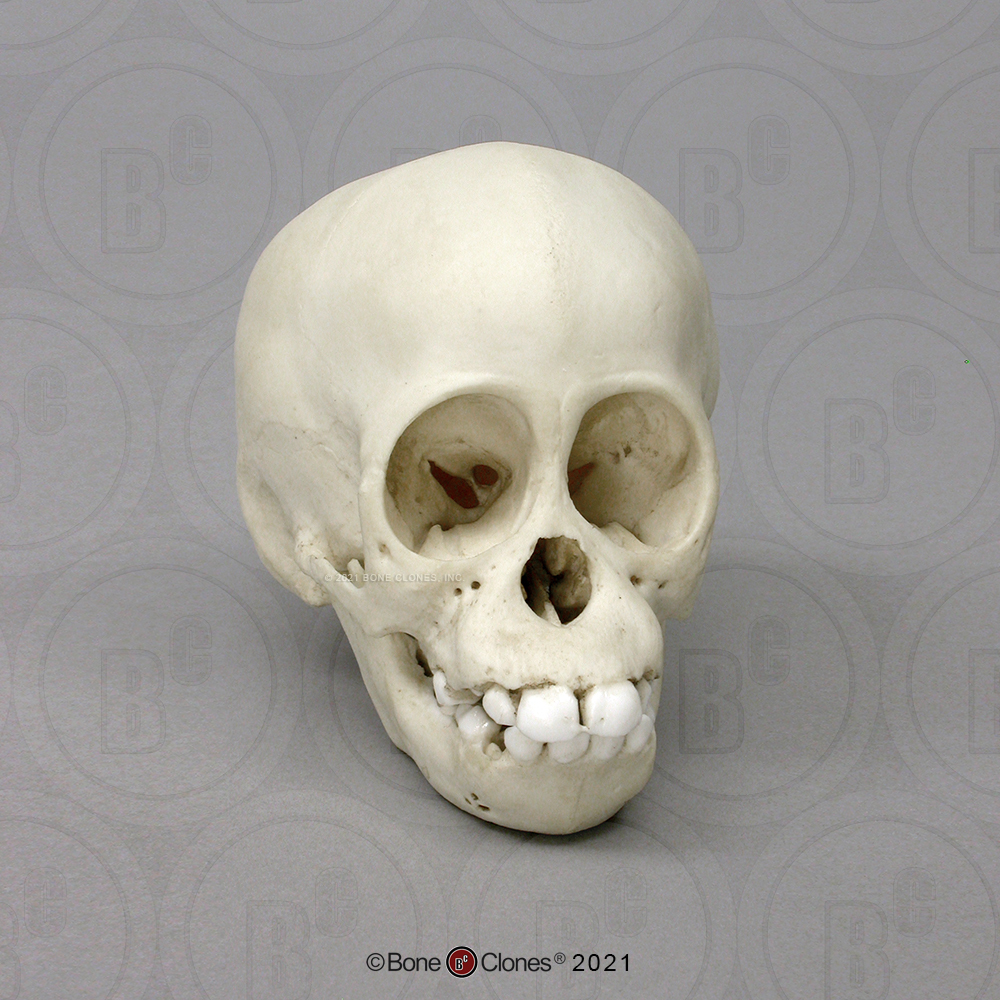 Orangutan Infant Skull - Bone Clones, Inc. - Osteological ...