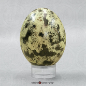 Osprey Egg