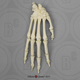 Rhesus Macaque Hand, Articulated Rigid