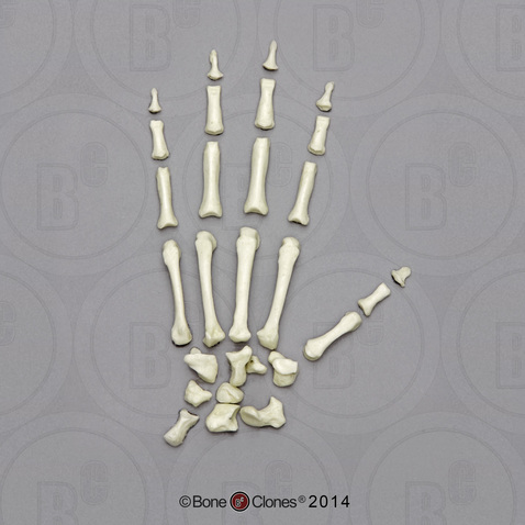 Rhesus Macaque Hand, Disarticulated