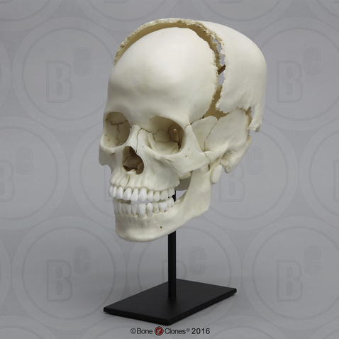 Human Head Skull Art Model Skeleton Cranium Jaw Bone Science Education Replica 