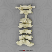 Human Female Asian Cervical Vertebrae, Set of 7