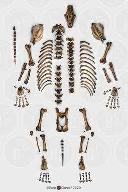 Disarticulated Xenosmilus Skeleton