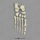 Human Adult Female Foot, Disarticulated