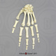 Human Male Asian Robust Hand, Semi-articulated