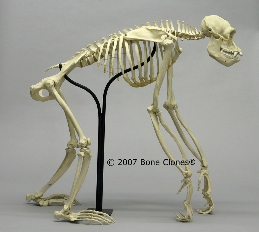 Articulated Chimpanzee Skeleton - Bone Clones, Inc. - Osteological