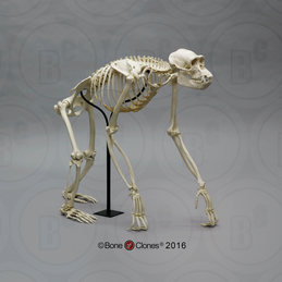 Articulated Chimpanzee Skeleton