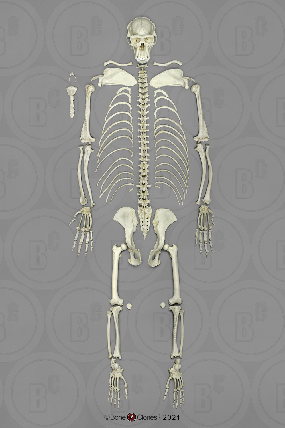 Disarticulated Chimpanzee Skeleton - Bone Clones, Inc ...
