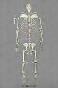 Chimpanzee Skeleton, disarticulated