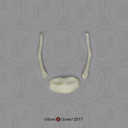 Human Child Hyoid (3 pcs), 14 to 16-month-old