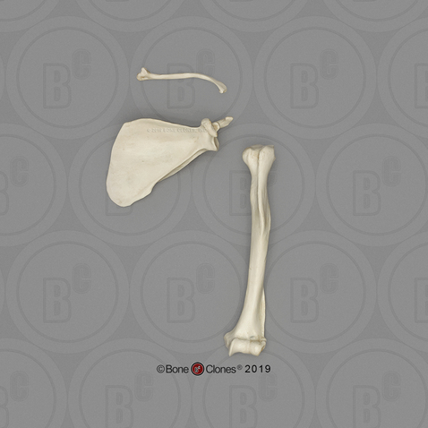 Rhesus Macaque Humerus, Scapula and Clavicle Set
