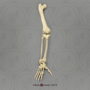 Gorilla Leg, Articulated with Articulated Rigid Foot