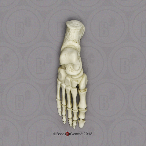 Articulated Archaic Human Child Foot