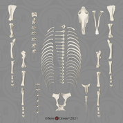 Disarticulated Horse Skeleton