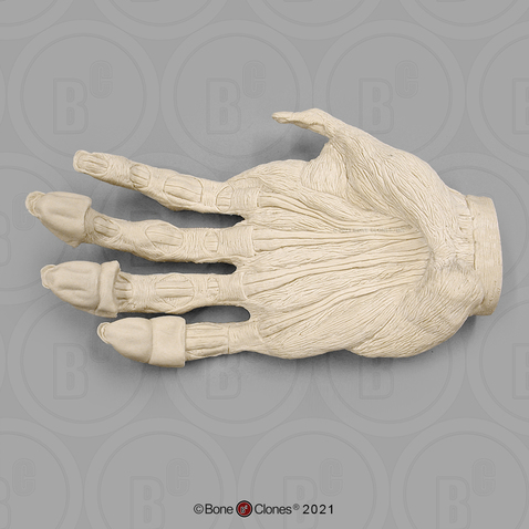 Male Gorilla Right Hand Muscle (Life Cast)