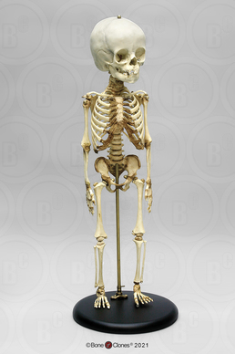 Articulated Human 14 to 16-month-old Child Skeleton