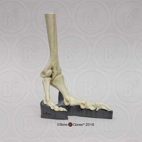 Articulated Ostrich Foot