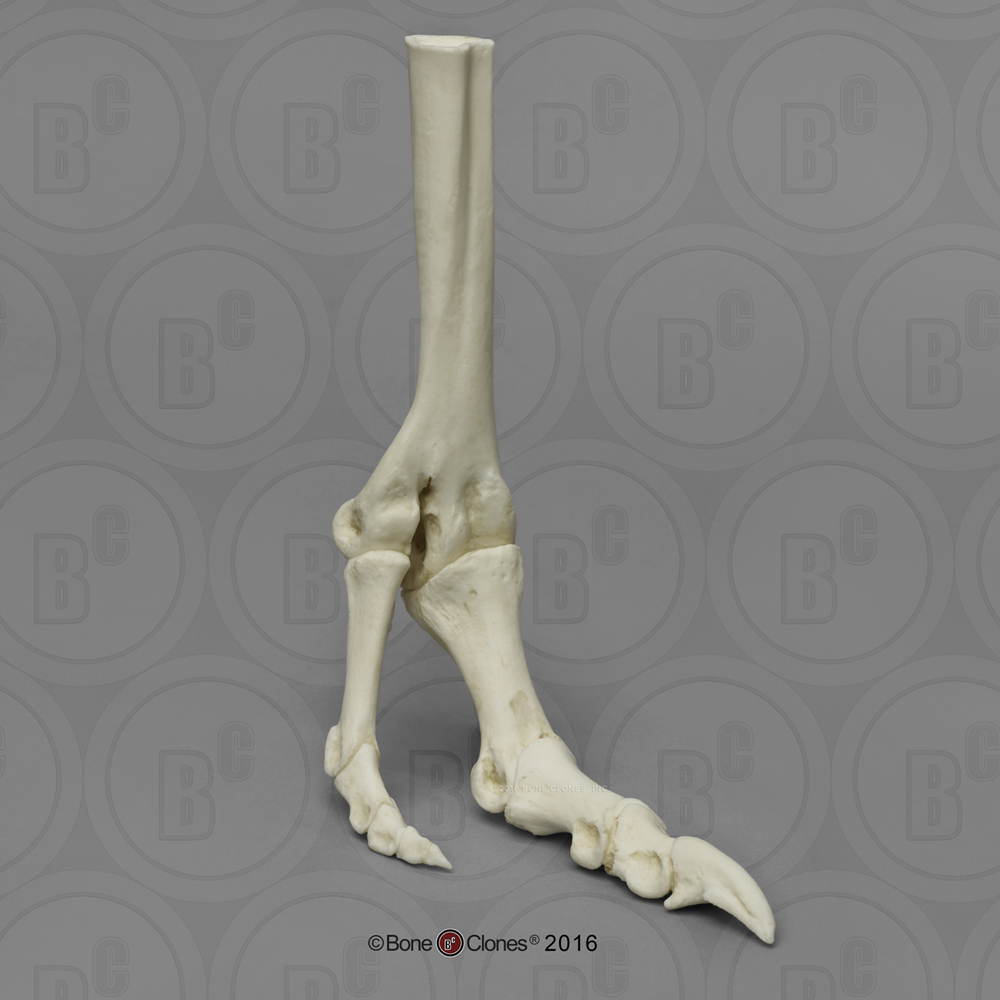 Articulated Ostrich Foot - Bone Clones, Inc. - Osteological Reproductions