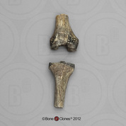 Australopithecus afarensis A.L. 129 1a + 1b  Knee Joint