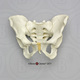 Human Male Asian Robust Pelvis, Articulated