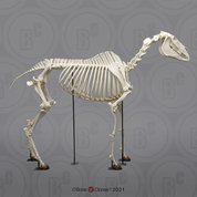 Articulated Horse Skeleton
