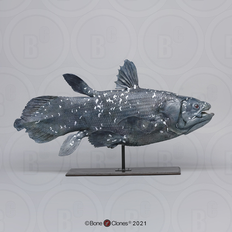 Coelacanth Life Cast