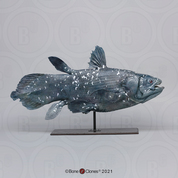 Coelacanth Life Cast LC-239