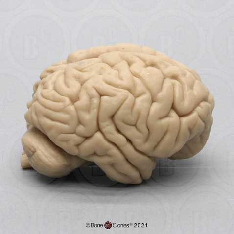 Orangutan Brain